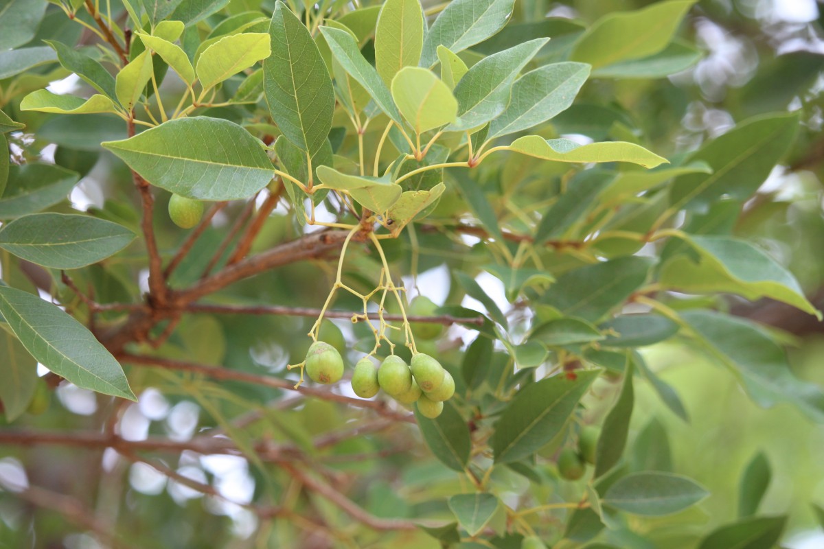 Vitex leucoxylon L.f.